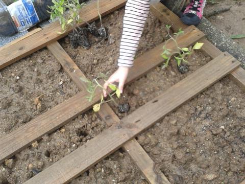 Plantação dos tomateiros.